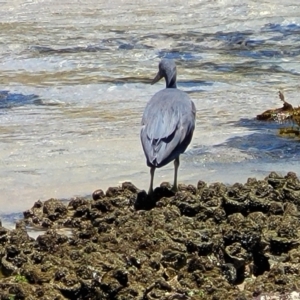 Egretta sacra at Narrawallee, NSW - 4 Feb 2023