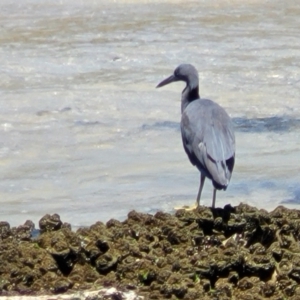 Egretta sacra at Narrawallee, NSW - 4 Feb 2023