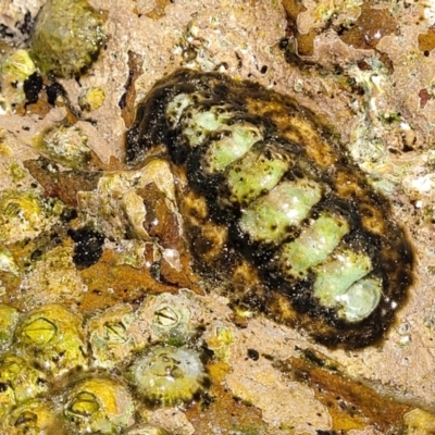 Acanthopleura gaimardi at Narrawallee, NSW - 4 Feb 2023 by trevorpreston