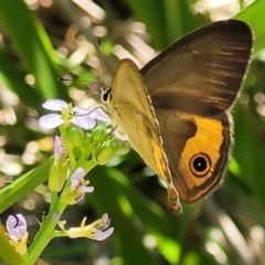 Hypocysta metirius (Brown Ringlet) at Narrawallee Bushcare - 4 Feb 2023 by trevorpreston