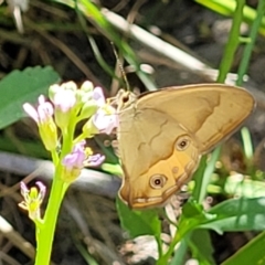 Hypocysta metirius at Narrawallee, NSW - 4 Feb 2023