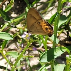 Hypocysta metirius at Narrawallee, NSW - 4 Feb 2023