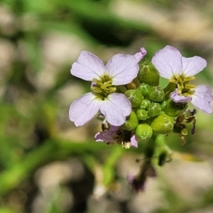 Cakile maritima at Narrawallee, NSW - 4 Feb 2023