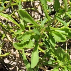 Cakile maritima at Narrawallee, NSW - 4 Feb 2023 12:56 PM