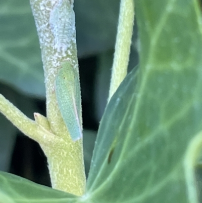 Siphanta acuta (Green planthopper, Torpedo bug) at City Renewal Authority Area - 3 Feb 2023 by Hejor1