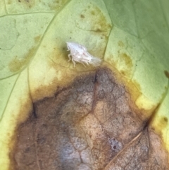 Siphanta acuta (Green planthopper, Torpedo bug) at Braddon, ACT - 3 Feb 2023 by Hejor1