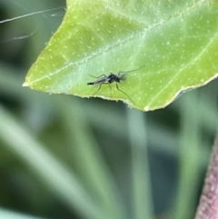 Chironomidae (family) (Non-biting Midge) at Braddon, ACT - 4 Feb 2023 by Hejor1