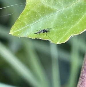 Unidentified Crane fly, midge, mosquito & gnat (several families) (TBC) at suppressed by Hejor1