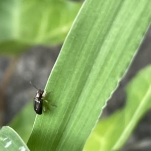 Unidentified Beetle (Coleoptera) (TBC) at suppressed by Hejor1
