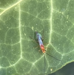 Ichneumonidae (family) (Unidentified ichneumon wasp) at Braddon, ACT - 4 Feb 2023 by Hejor1