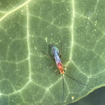 Ichneumonidae (family) (Unidentified ichneumon wasp) at Braddon, ACT - 4 Feb 2023 by Hejor1