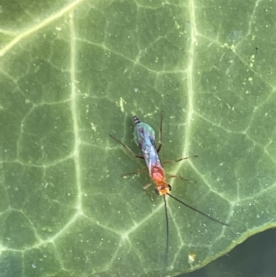 Ichneumonidae (family) (Unidentified ichneumon wasp) at City Renewal Authority Area - 4 Feb 2023 by Hejor1