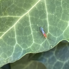 Ichneumonidae (family) at Braddon, ACT - 4 Feb 2023 11:04 AM