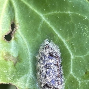 Unidentified Insect (TBC) at suppressed by Hejor1