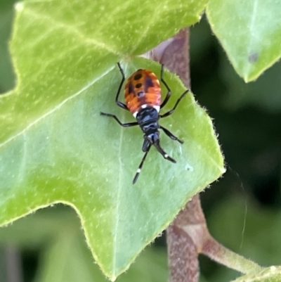 Dindymus versicolor (Harlequin Bug) at City Renewal Authority Area - 4 Feb 2023 by Hejor1