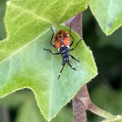 Dindymus versicolor (Harlequin Bug) at Braddon, ACT - 4 Feb 2023 by Hejor1