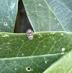 Salticidae (family) (Jumping spider) at Braddon, ACT - 4 Feb 2023 by Hejor1