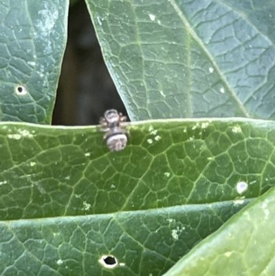 Salticidae (family) (Unidentified Jumping spider) at City Renewal Authority Area - 4 Feb 2023 by Hejor1