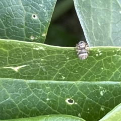 Salticidae (family) at Braddon, ACT - 4 Feb 2023
