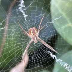 Argiope (genus) (A St. Andrew's cross spider) at Braddon, ACT - 4 Feb 2023 by Hejor1