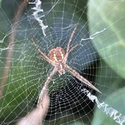 Argiope sp. (genus) (A St. Andrew's cross spider) at Braddon, ACT - 4 Feb 2023 by Hejor1