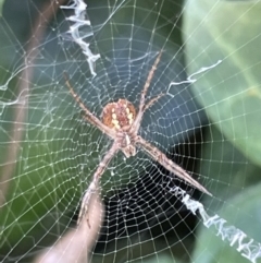 Unidentified Orb-weaving spider (several families) (TBC) at Braddon, ACT - 4 Feb 2023 by Hejor1