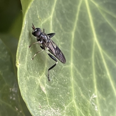 Exaireta spinigera (Garden Soldier Fly) at Braddon, ACT - 4 Feb 2023 by Hejor1