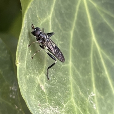 Exaireta spinigera (Garden Soldier Fly) at City Renewal Authority Area - 4 Feb 2023 by Hejor1