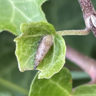 Cicadellidae (family) (Unidentified leafhopper) at City Renewal Authority Area - 4 Feb 2023 by Hejor1