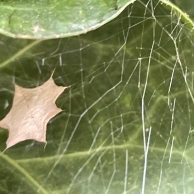 Unidentified Other web-building spider at Braddon, ACT - 4 Feb 2023 by Hejor1