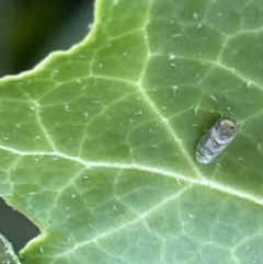 Japananus hyalinus (Japanese Maple Leafhopper) at Braddon, ACT - 4 Feb 2023 by Hejor1