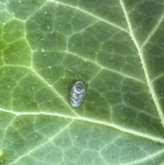 Unidentified at suppressed - 4 Feb 2023