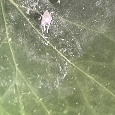 Unidentified Psyllid, lerp, aphid or whitefly (Hemiptera, several families) at Braddon, ACT - 4 Feb 2023 by Hejor1