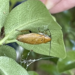 Ellipsidion humerale (Common Ellipsidion) at Braddon, ACT - 4 Feb 2023 by Hejor1