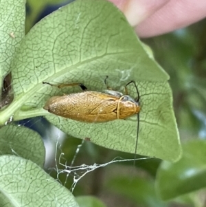 Ellipsidion humerale at Braddon, ACT - 4 Feb 2023 11:47 AM