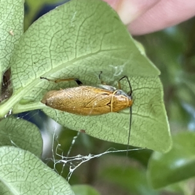 Ellipsidion humerale (Common Ellipsidion) at City Renewal Authority Area - 4 Feb 2023 by Hejor1