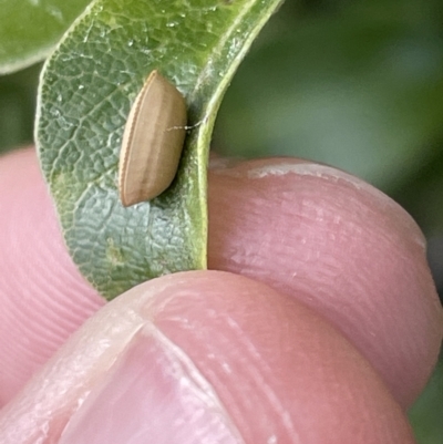 Ellipsidion sp. (genus) (A diurnal cockroach) at City Renewal Authority Area - 4 Feb 2023 by Hejor1