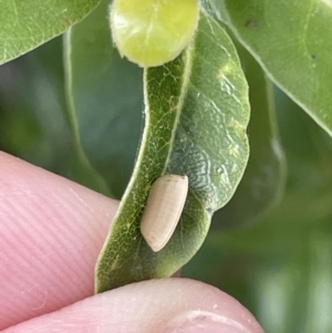 Ellipsidion sp. (genus) at Braddon, ACT - 4 Feb 2023