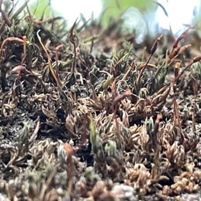 Unidentified Moss, Liverwort or Hornwort at Braddon, ACT - 4 Feb 2023 by Hejor1