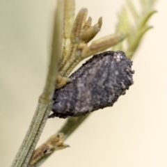 Cryptocephalinae (sub-family) (A case-bearing leaf beetle) at Higgins, ACT - 2 Feb 2023 by AlisonMilton