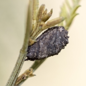 Cryptocephalinae (sub-family) (A case-bearing leaf beetle) at by AlisonMilton