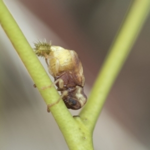 Cadmus sp. (genus) at Higgins, ACT - 3 Feb 2023