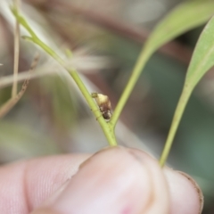 Cadmus sp. (genus) at Higgins, ACT - 3 Feb 2023