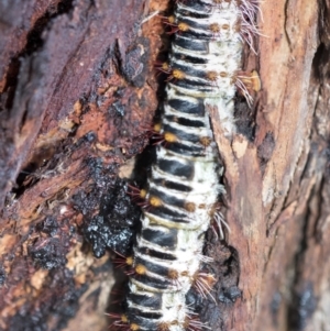 Chelepteryx collesi at Hawker, ACT - 3 Feb 2023