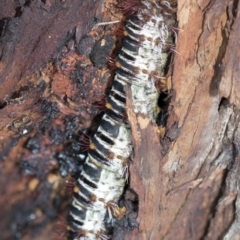 Chelepteryx collesi at Hawker, ACT - 3 Feb 2023