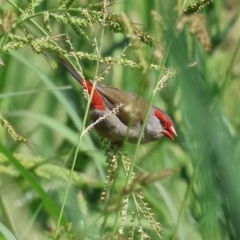 Neochmia temporalis (Red-browed Finch) at Wodonga, VIC - 3 Feb 2023 by KylieWaldon