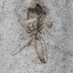 Tamopsis eucalypti (A two-tailed spider) at Higgins, ACT - 3 Feb 2023 by AlisonMilton