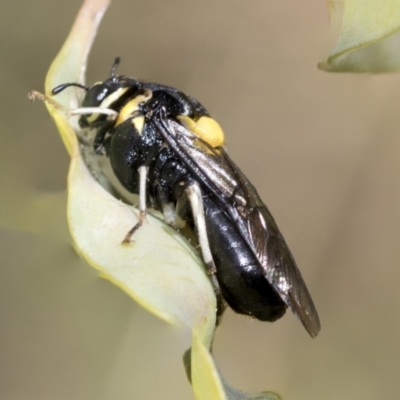 Pergagrapta bicolor (A sawfly) at Higgins, ACT - 3 Feb 2023 by AlisonMilton