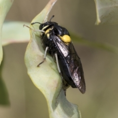 Pergagrapta bicolor at Higgins, ACT - 3 Feb 2023