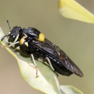 Pergagrapta bicolor at Higgins, ACT - 3 Feb 2023